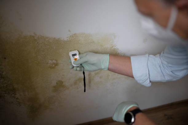 Best Basement Mold Removal  in Lake Wildwood, CA